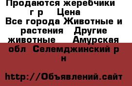 Продаются жеребчики 14,15 16 г.р  › Цена ­ 177 000 - Все города Животные и растения » Другие животные   . Амурская обл.,Селемджинский р-н